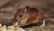 24 Hour & Emergency Exterminators in Layton, UT
